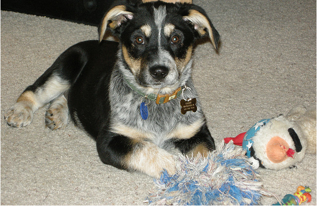 Blue Heeler puppy playing with its dog toys.PNG

