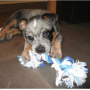 Blue Heeler puppy playing with its toy.PNG
