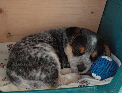 Blue Heeler puppy sleeping next to its blue ball dog toy.PNG
