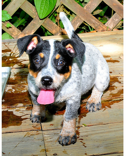 Blue Heeler puppy with a big bright pink tongue.PNG
