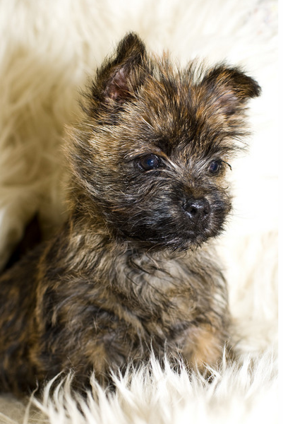 Beautiful puppy picture of a Cairn Terrier puppy.PNG
