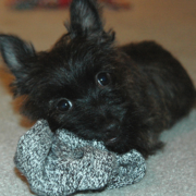 A black Cairn Terrier puppy.PNG
