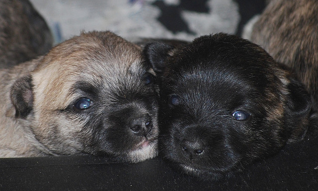 Cairn Terrier puppies photo.PNG
