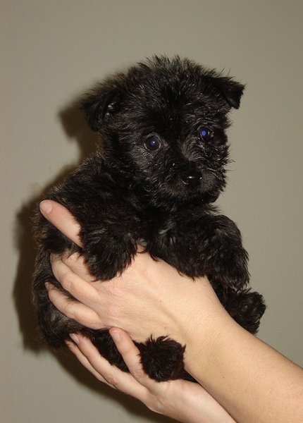 Cairn Terrier puppy in black.PNG
