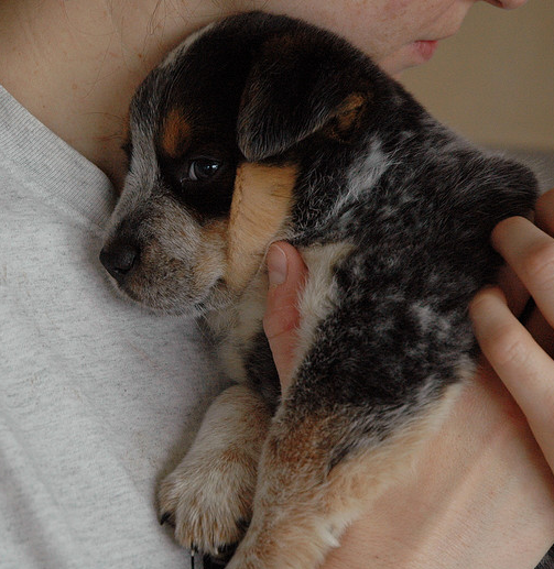 Blue Heeler puppy_hugging time very cute.PNG
