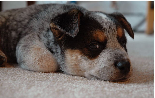 Close up picture of puppy face of a Blue Heeler dog.PNG
