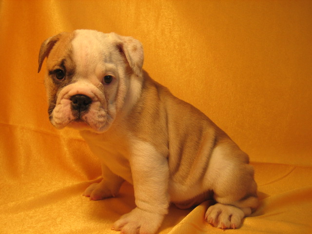bulldog pup in tan and white
