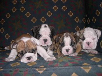 Bulldog puppies1
