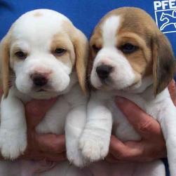 beagle puppies in tan and white, brown and white.jpg
