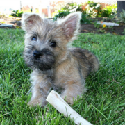 Cairn Terrier puppy on the grasss.PNG
