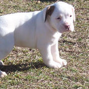 white boxer puppy

