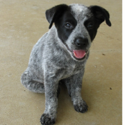 Image of a Blue Heeler puppy in three toned colors with black, grey and white.PNG
