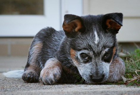 Interesting looking puppy picture of a Blue Heeler puppy.PNG

