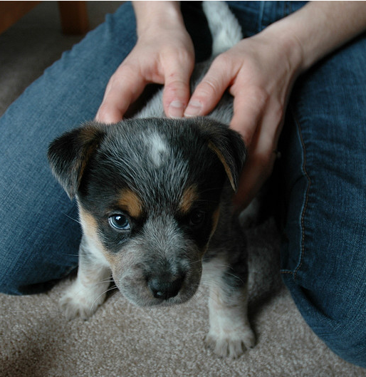 Picture of a cute young puppy Blue Heeler dog.PNG
