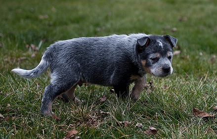 Picture of a puppy walking on grass_Australian Blue Heeler dog.PNG
