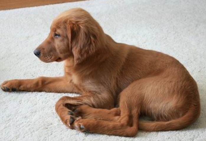 Short Hair Setter Breeds Of Dogs