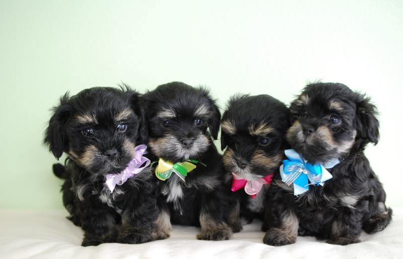 Cute dressed up puppies