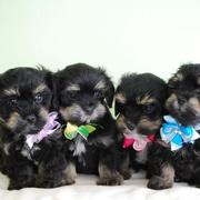 Cute dressed up puppies