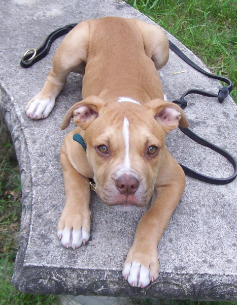 Tan american bull dog puppy.PNG (1 comment) Hi-Res 720p HD