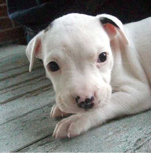 Pitbull Puppies on White Pit Bull Pup With Small Black Spots Jpg