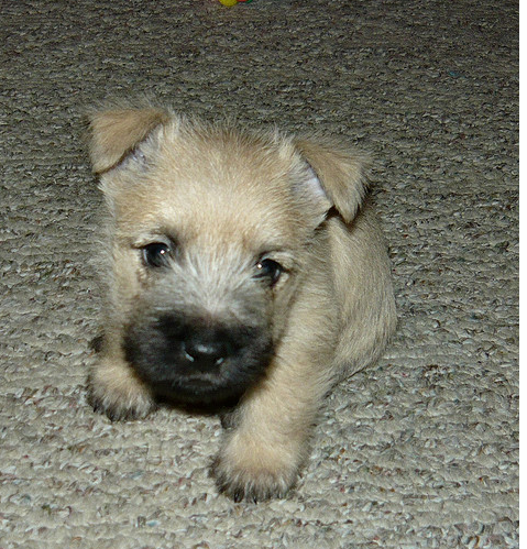 Cairn Terrier Puppies on Adorable Puppy Photo Of A Cairn Terrier Puppy In Tan With Black Nose