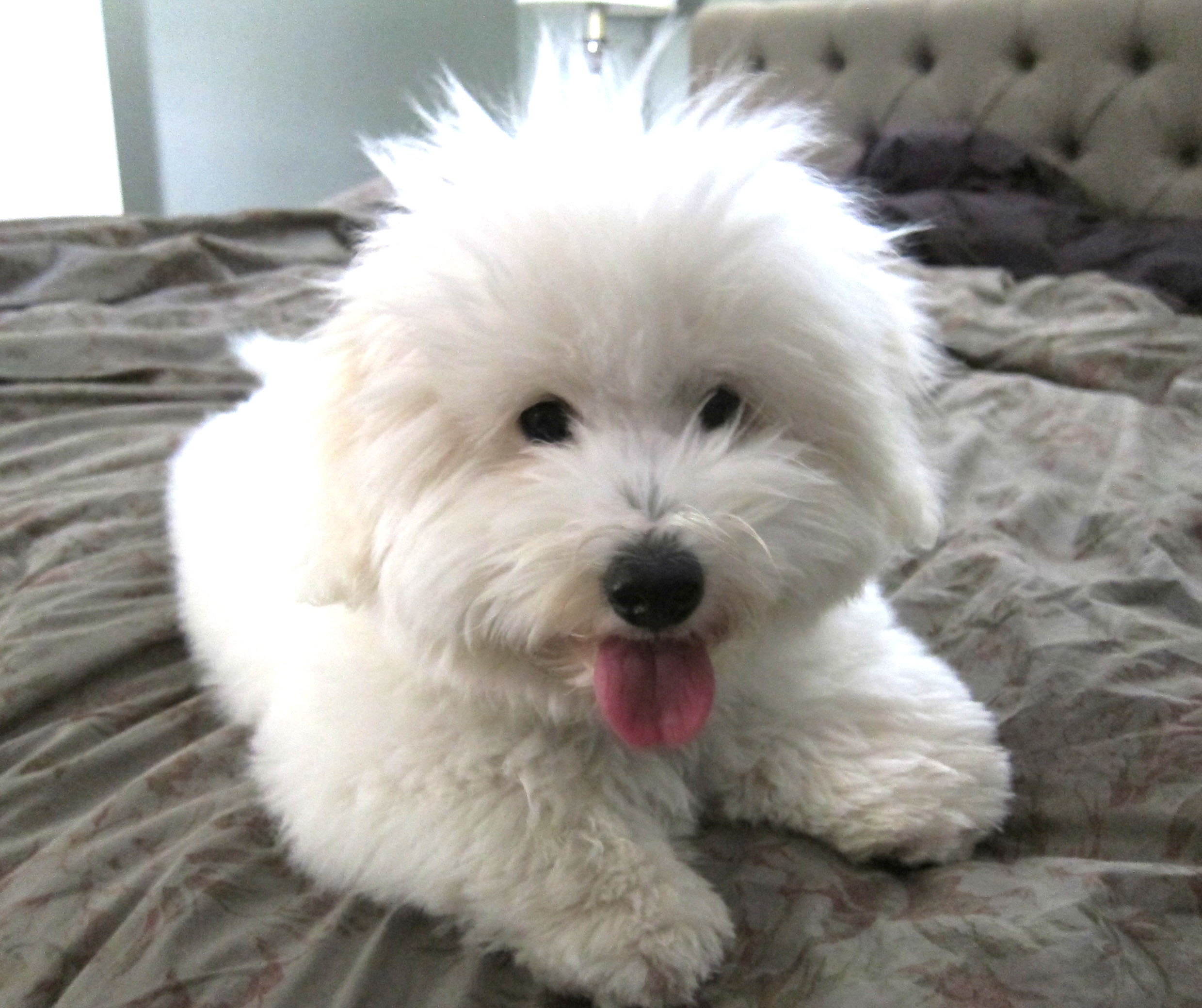 Puppy morning!  Our Coton de Tulear, Jackson.
