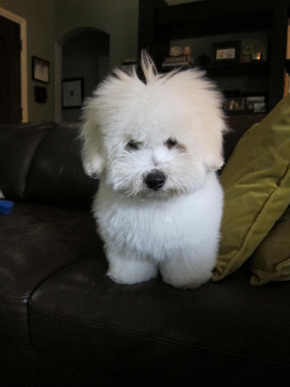 Bed head!  Our Coton de Tulear, Jackson.
