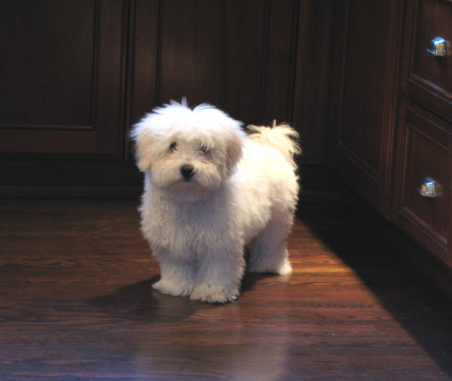 Our Coton de Tulear, Jackson.
