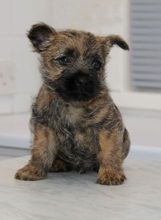 Cairn Terrier puppy with cool patterns.PNG
