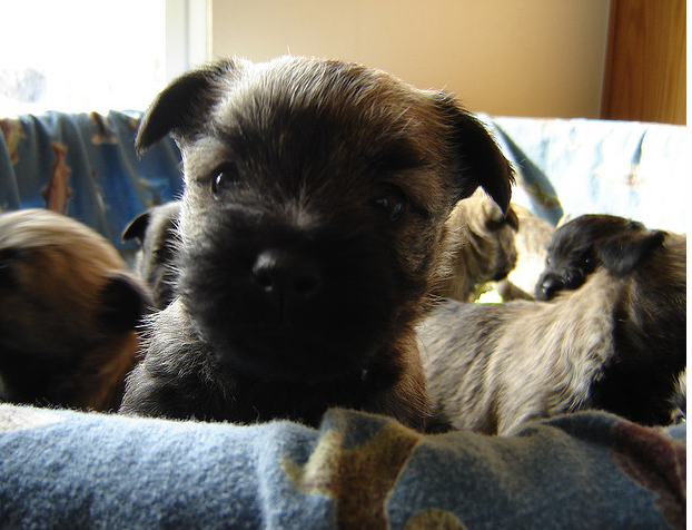 Close up face of puppy face picture of a Cairn Terrier puppy dog.PNG
