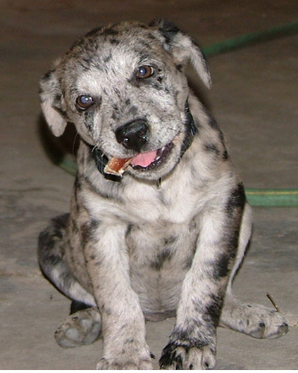 Gray Catahoula puppy picture.PNG
