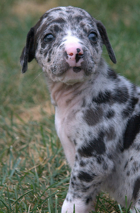 Catahoula puppy image.PNG
