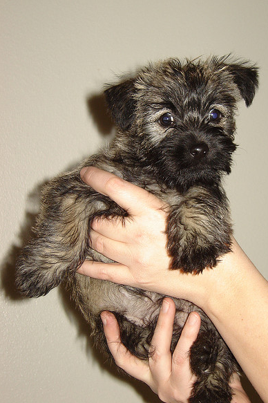 Image of Cairn Terrier puppy in dark color.PNG
