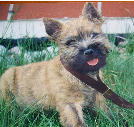 Picture of a Cairn Terrier puppy in three toned color fur.PNG
