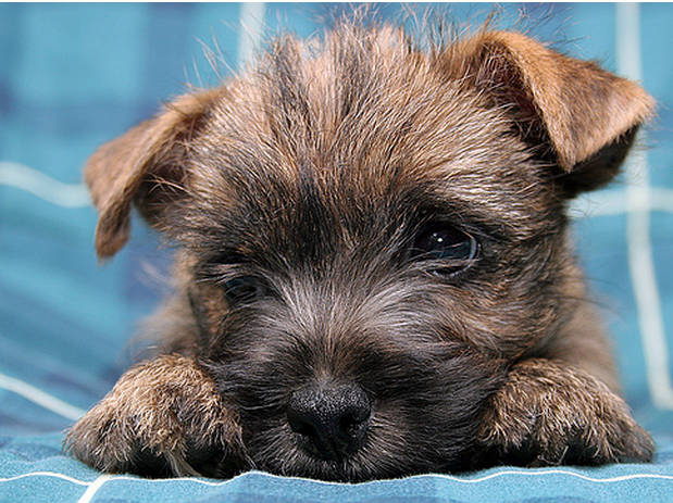 Puppy face pictures of a cute Cairn Terrier puppy.PNG
