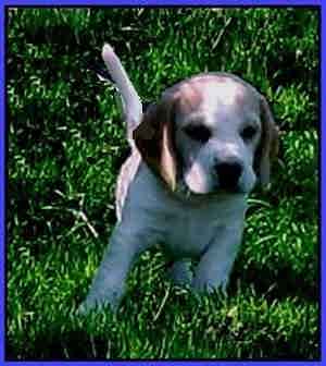 beagle puppy in tan and white.jpg
