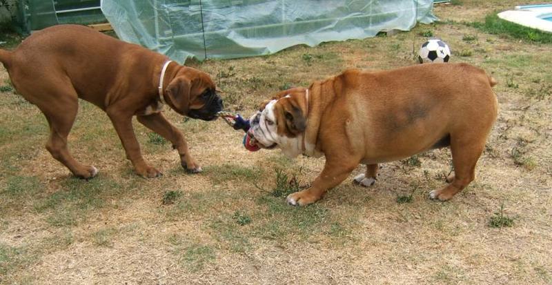 Ben and Milly Tug2
