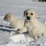 Lab Puppies playing in the snow
