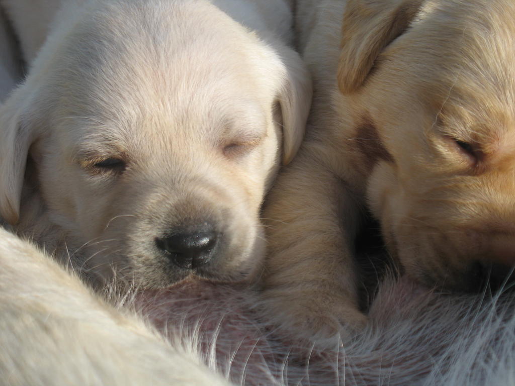 Lab Puppies nursing
