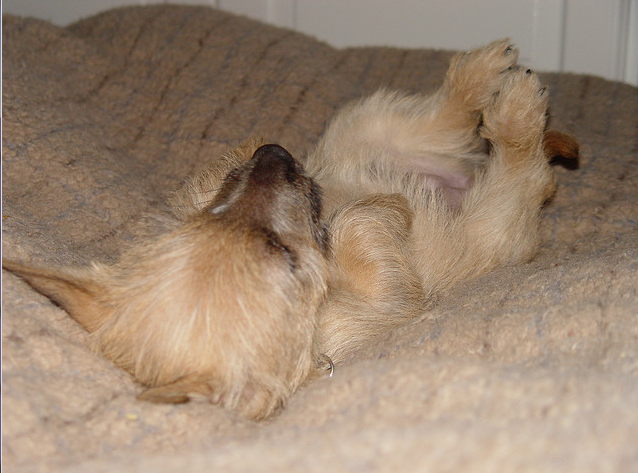 Tan Cairn Terrier puppy on its back.PNG
