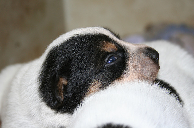 Young Mixed Blue Heeler puppy in white and black.PNG
