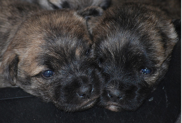 Two Cairn Terrier puppies face to face next to each other_looking so cute.PNG
