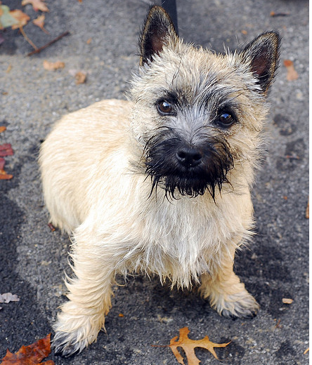 Wet Cairn Terrier puppy.PNG

