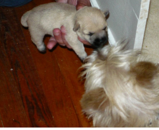 Young Cairn Terrier puppy pictures.PNG
