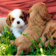 Cavalier King puppies pictures.PNG
