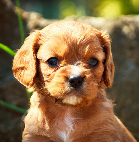 Beautiful dog pictures of a Cavalier King puppy.PNG
