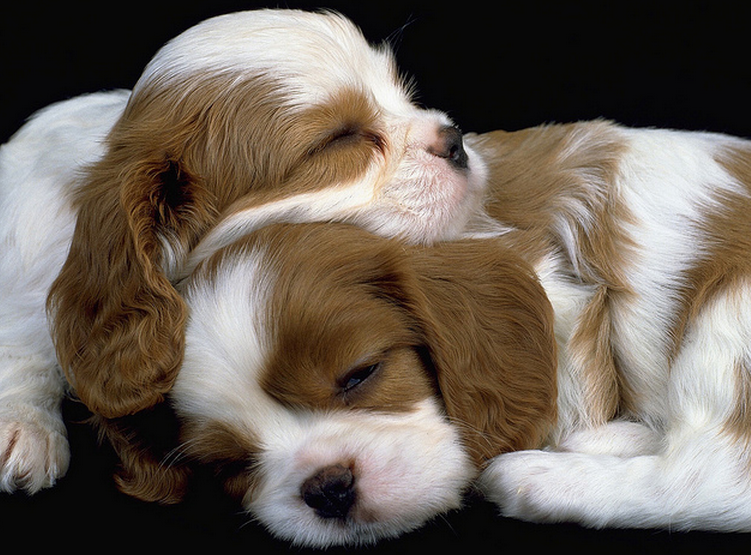 Cute puppies pictures of Cavalier King Charles Spaniel dogs.PNG
