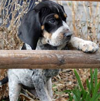 Bluestick Coonhound puppy posting for the camera looking so cute.PNG
