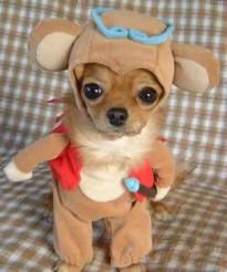 Little Gingerbread Chihuahua
