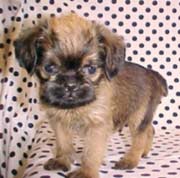 Brussel Griffon pup with cute ears
